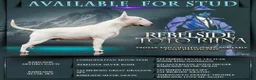 English Bull Terrier dogs for sale: Bull terrier  - Advert 1
