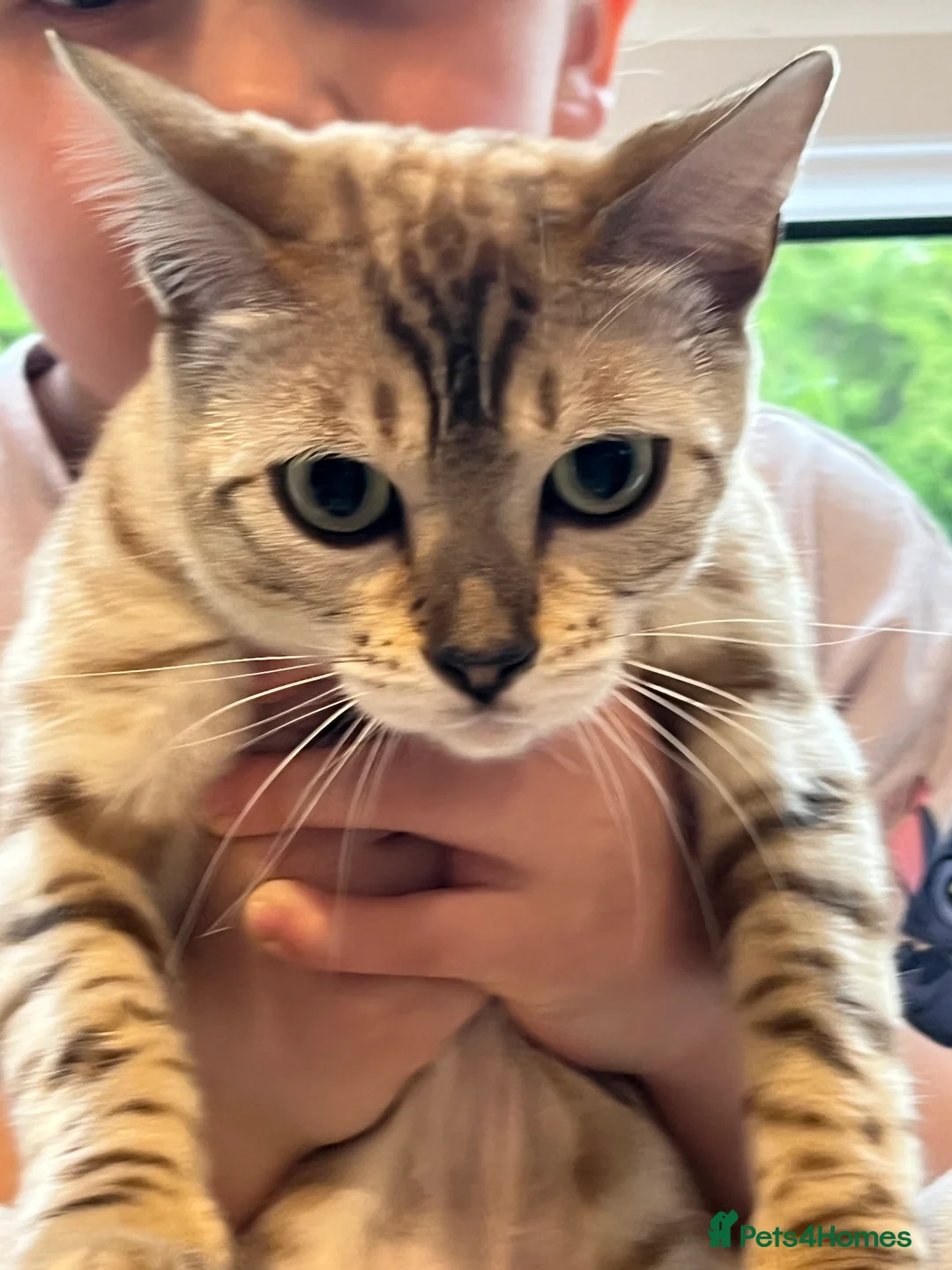 Bengal cats for sale: Bengal cats - Advert 9