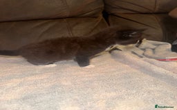 Mixed Breed cats for sale: 5 beautiful kittens mother part ragdoll - Image 10