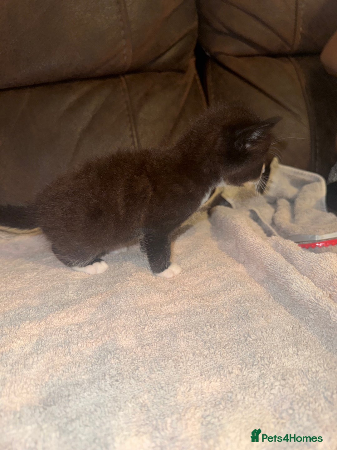 Mixed Breed cats for sale: 5 beautiful kittens mother part ragdoll - Image 10