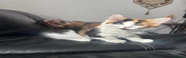 Mixed Breed 3