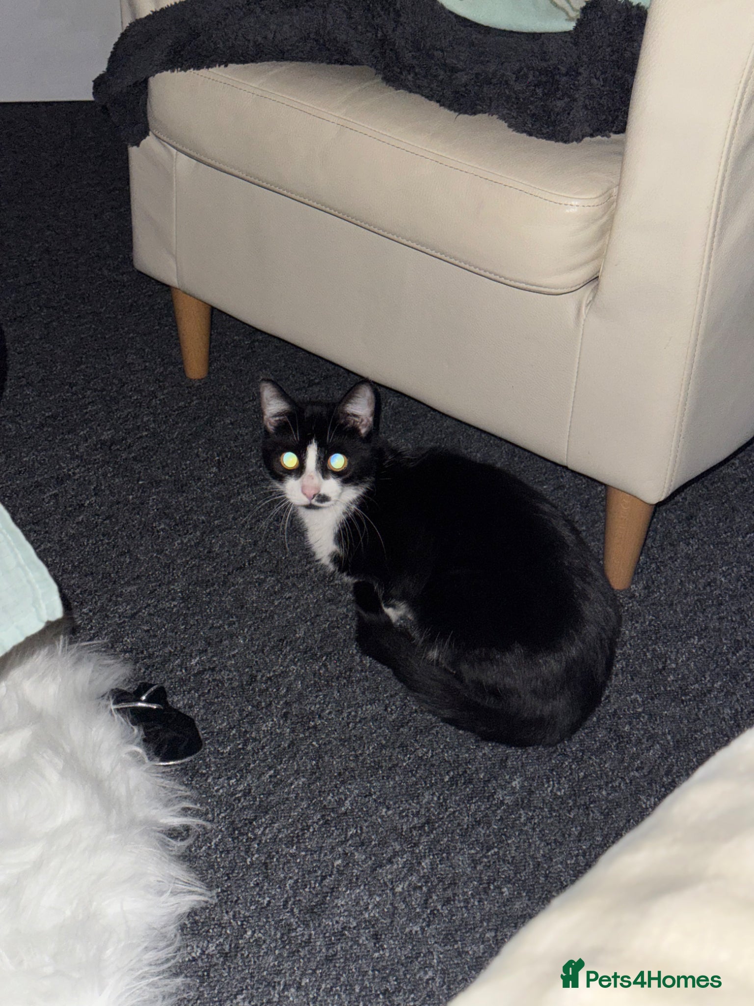Mixed Breed cats WHITE AND BLACK FEMALE TO BE REHOMED - Advert 1