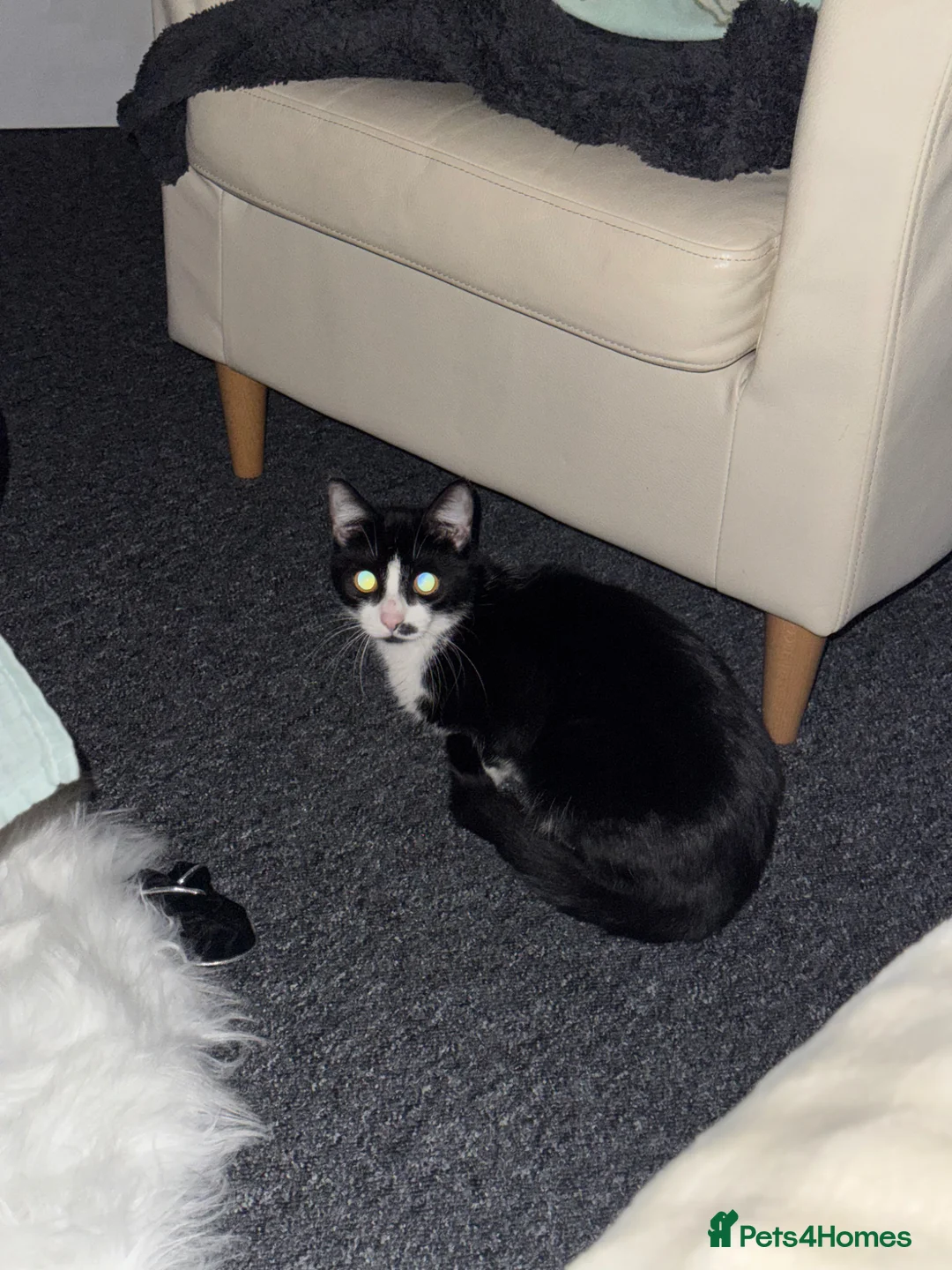 Mixed Breed cats for sale: WHITE AND BLACK FEMALE TO BE REHOMED - Advert 1