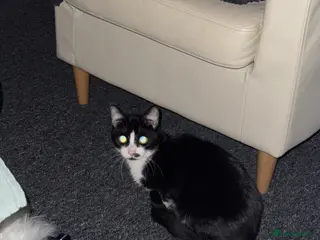 Mixed Breed cats WHITE AND BLACK FEMALE TO BE REHOMED - Advert 12