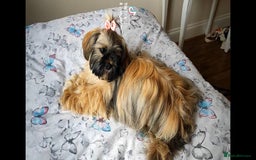 Shih Tzu dogs for sale: Beautiful liver breed shih tzu puppies  - Image 2