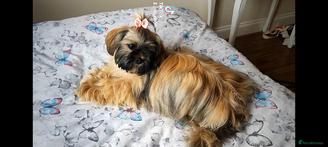 Shih Tzu dogs for sale: Beautiful liver breed shih tzu puppies  - Image 2