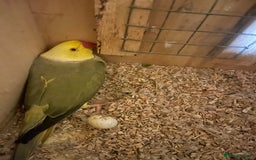 Parrots birds for sale: Ringneck 2 Proven pair for sale  - Image 4