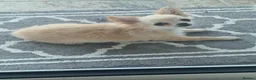 Chihuahua dogs for sale: Chihuahua long coat boy - Advert 4