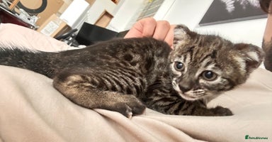 Savannah cats - Advert 13