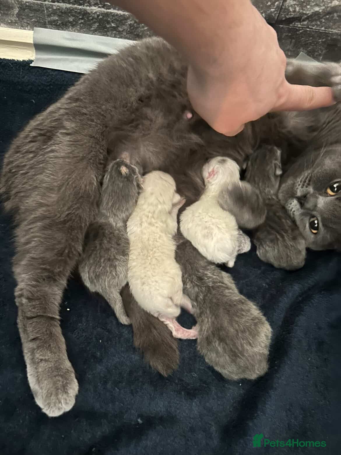 British Shorthair cats 5 adorable kittens ready for a new home - Advert 1