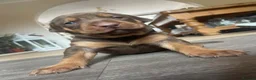 Mixed Breed dogs for sale: Doberman mix  in Nottingham - Advert 37