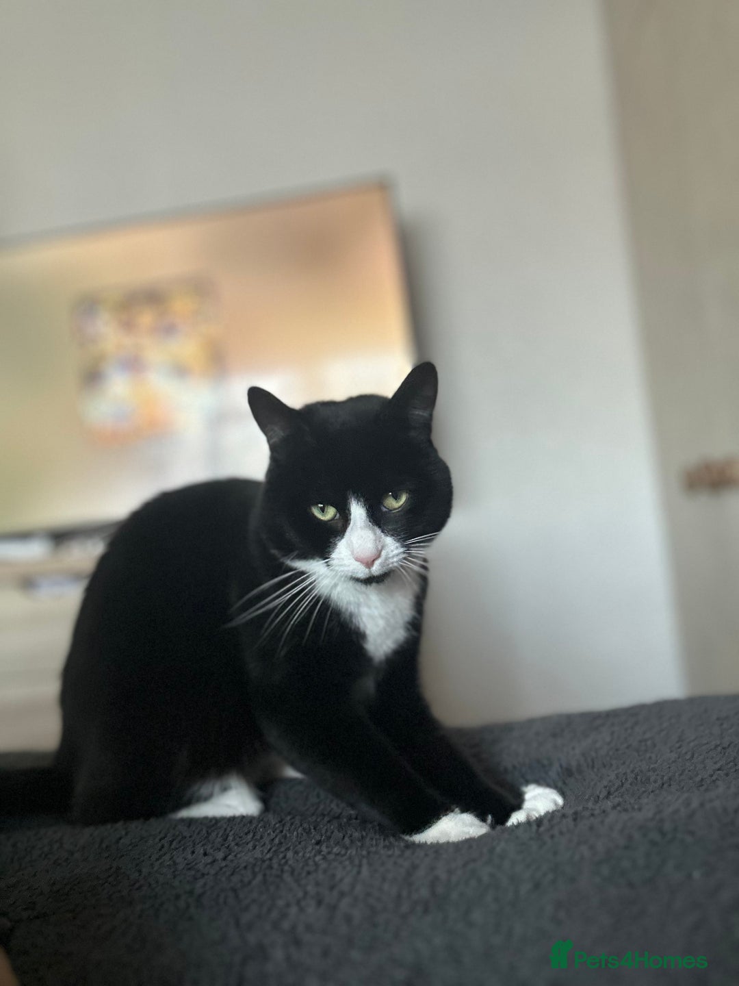 Mixed Breed cats for sale: Cats for sale  - Image 3