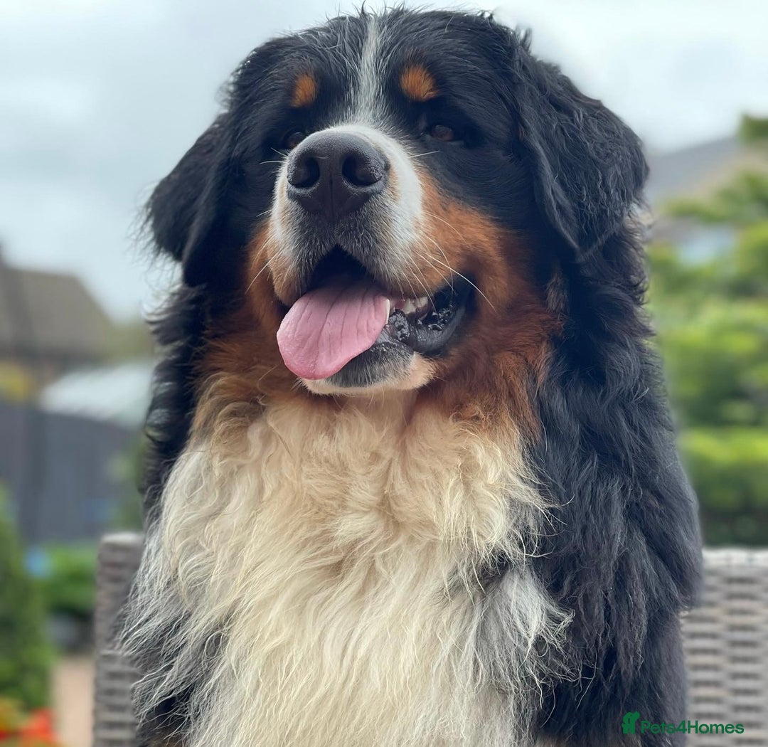Bernese Mountain Dog dogs for stud: 🔥 CRUZ💥 TOP QUALITY BERNESE MOUNTAIN DOG STUD in Whitehaven - Image 7