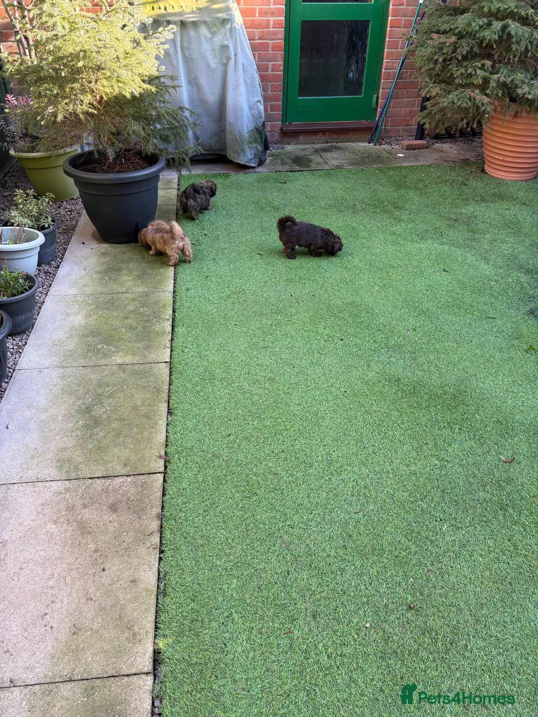 Shih Tzu dogs for sale: ALL SOLD THANK YOU - Advert 23