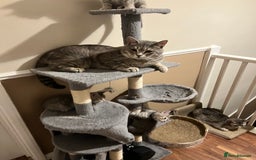 British Shorthair cats for stud: Silver Tabby British shorthair Stud–Healthy&Proven - Advert 5