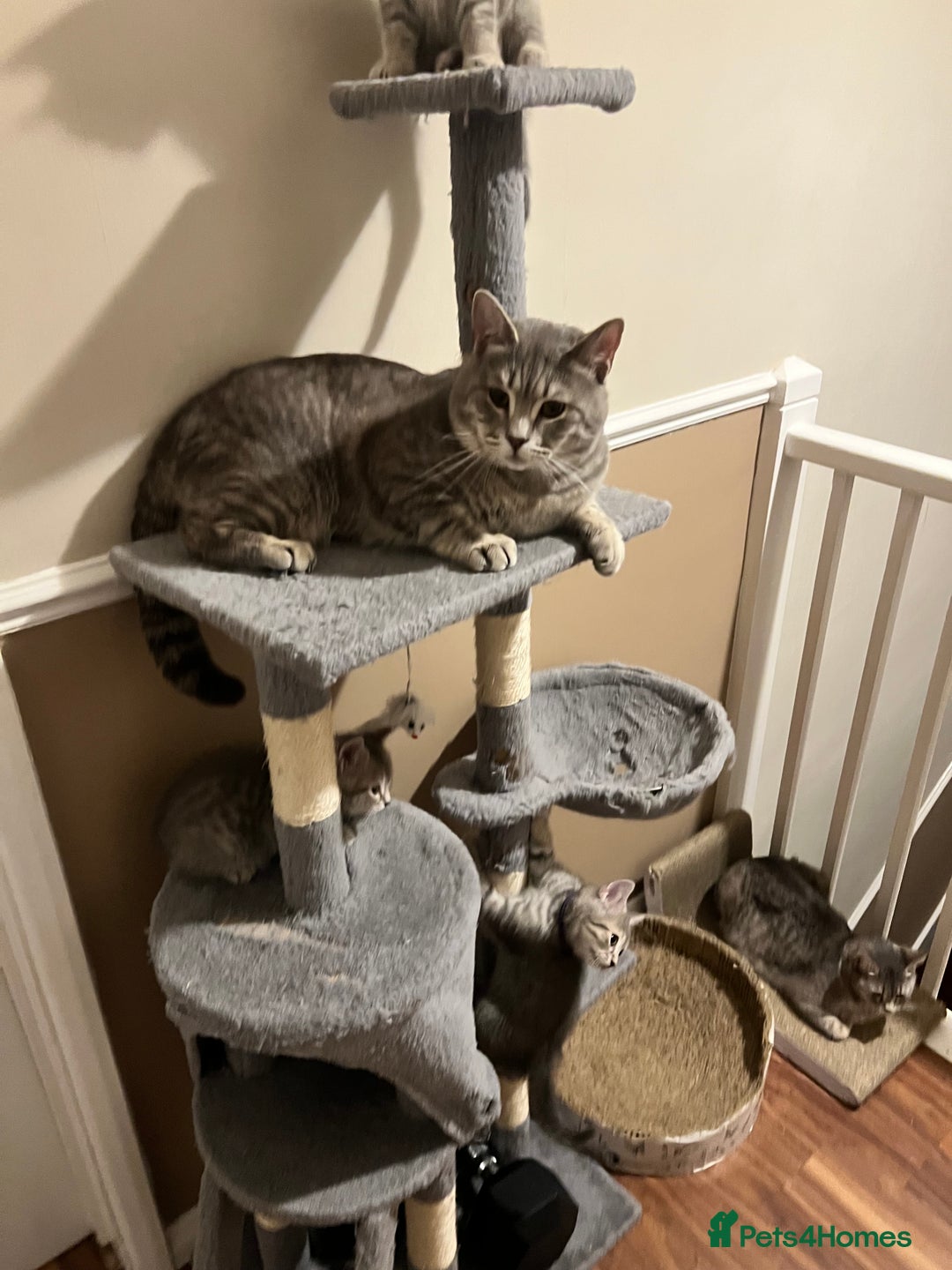 British Shorthair cats for stud: Silver Tabby British shorthair Stud–Healthy&Proven - Advert 5