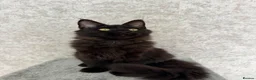 Maine Coon cats for sale: Stunning Purebred TICA Reg Maine Coon Kittens in London - Advert 23