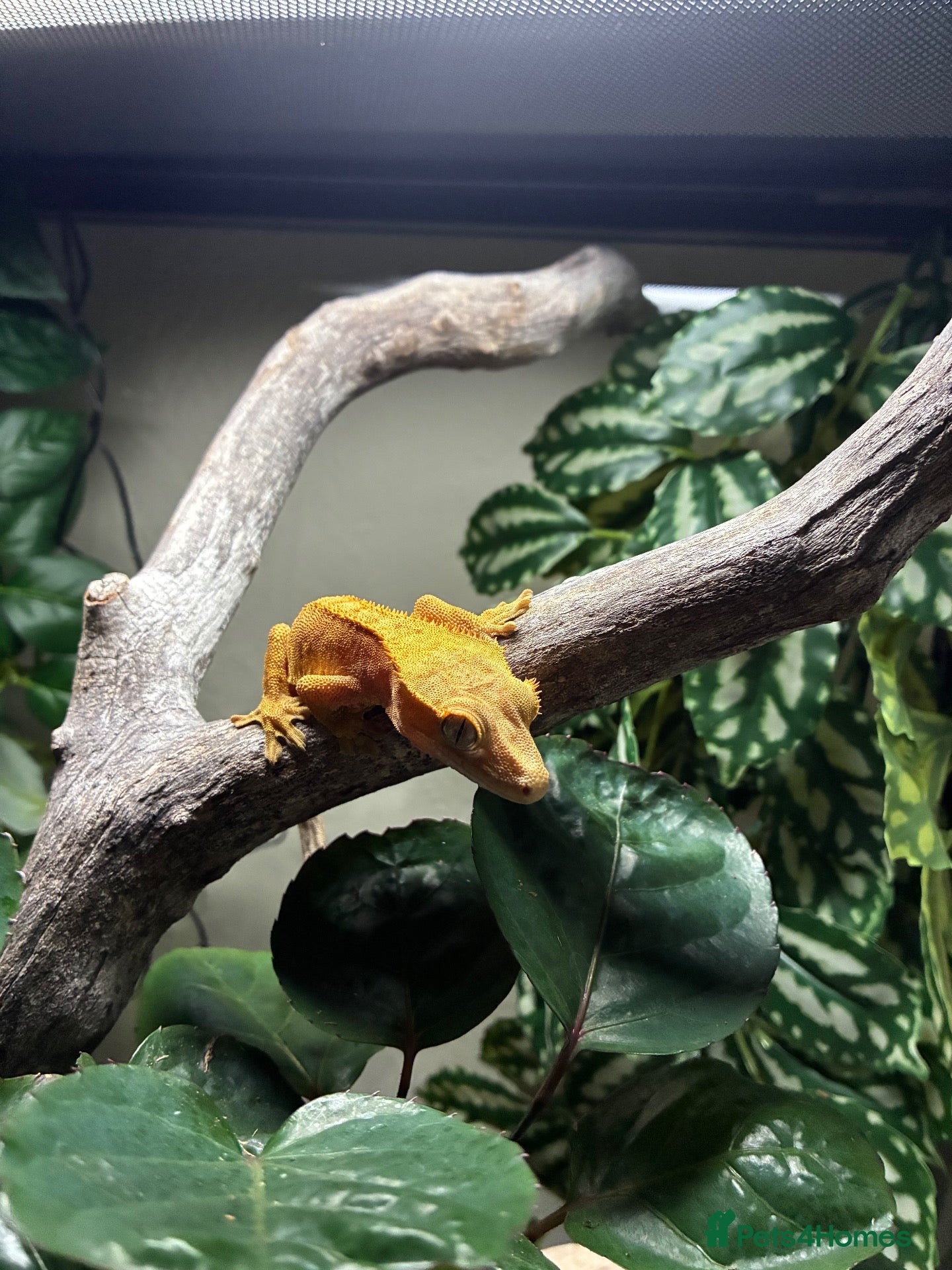 Gecko reptiles Crested Gecko  - Advert 1