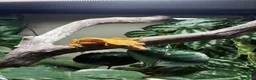 Gecko reptiles for sale: Crested Gecko  in Perth - Advert 1