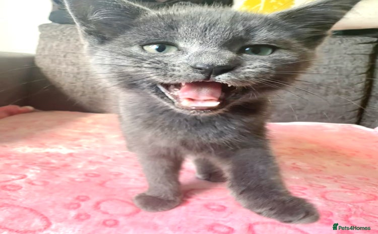 Russian Blue cats - Advert 4