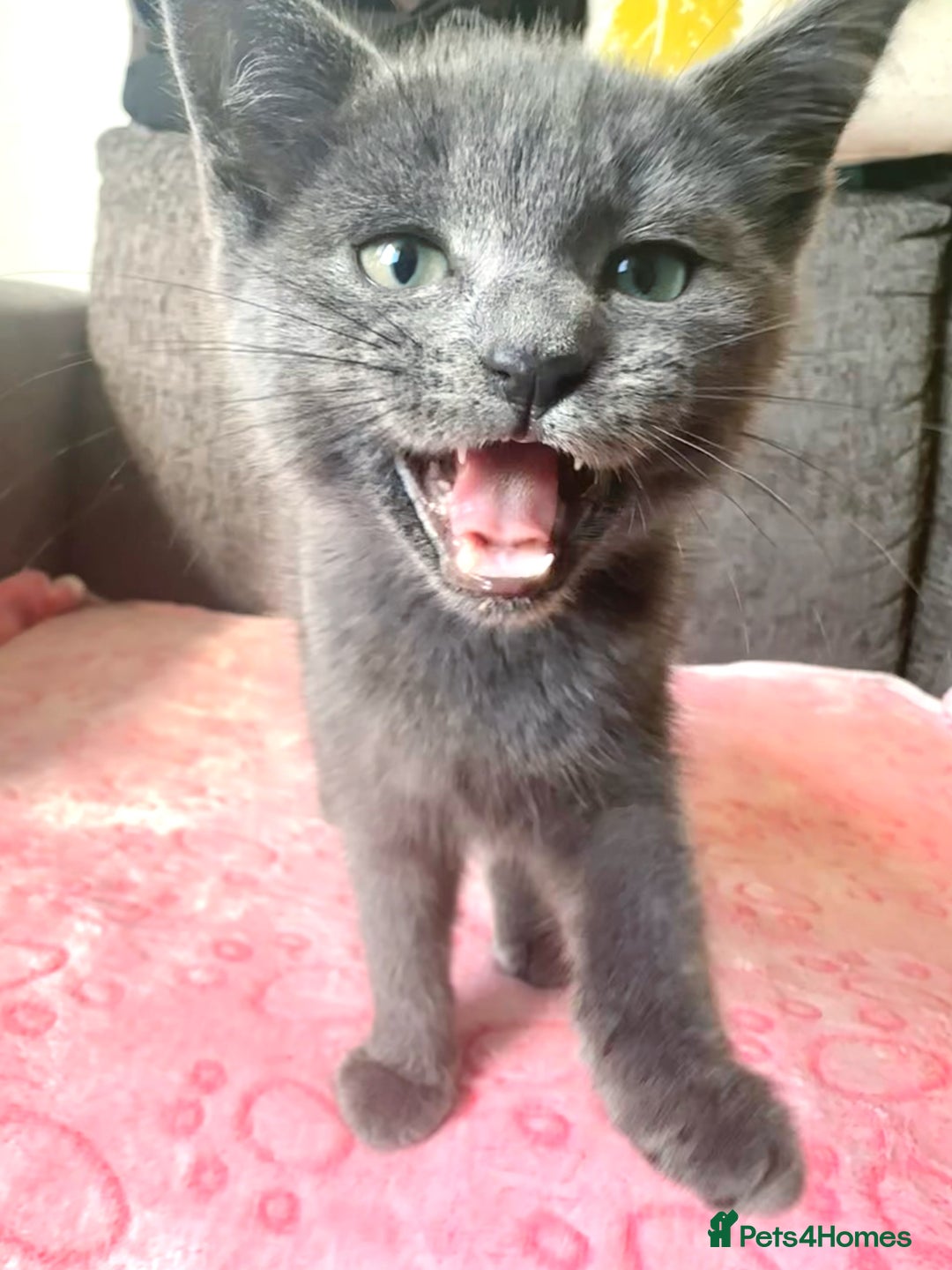 Russian Blue cats for sale: Gorgeous Silver Russian Blue Kittens URGENT🩷💙 - Image 1