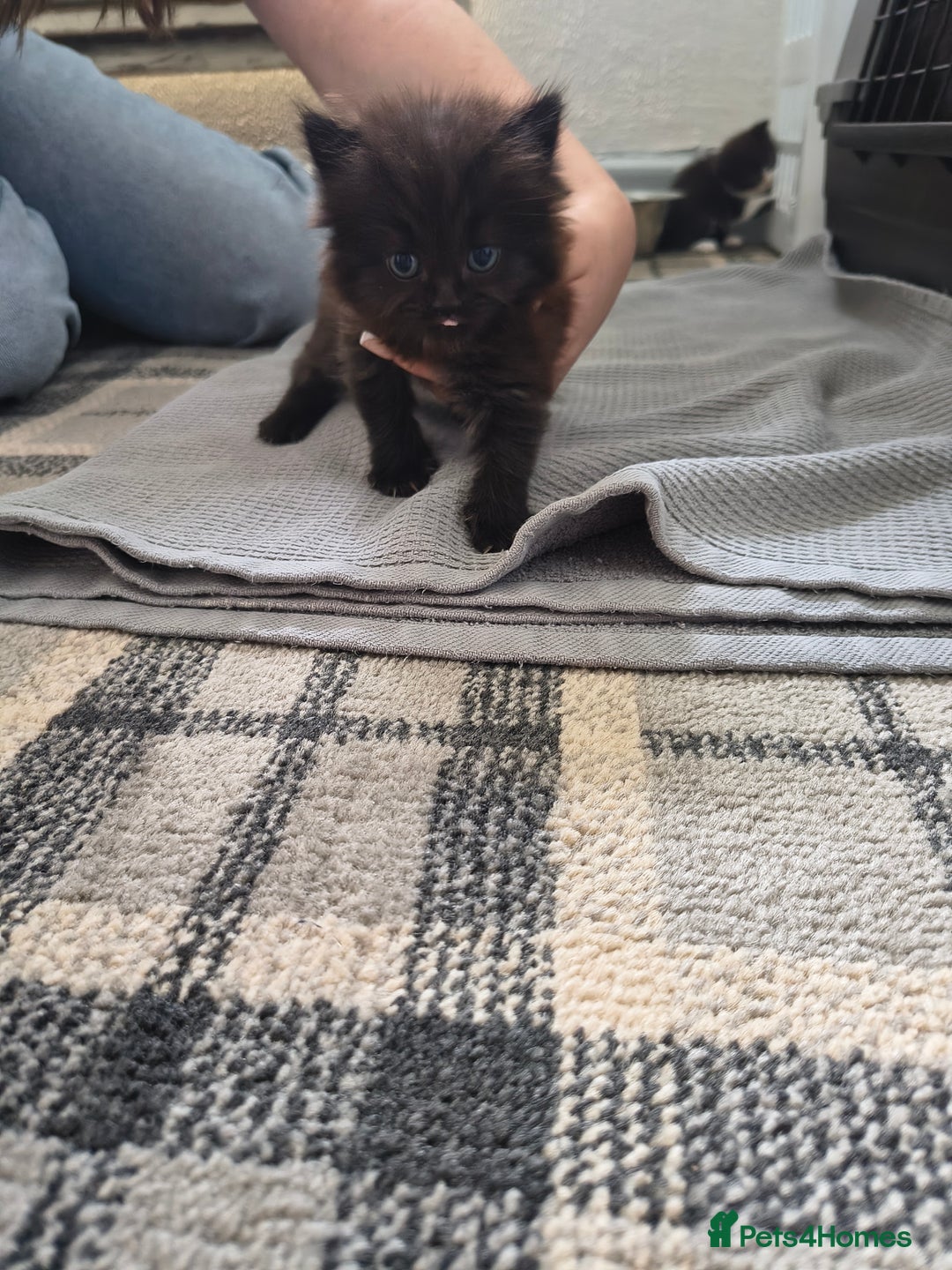 Persian cats for sale: Exotic Persian x ragx - Image 4