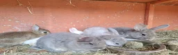 Netherland Dwarf rabbits for sale: Netherland dwarf x mini lop baby rabbits  - Advert 5