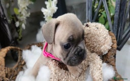 French Bulldog dogs for sale: French bulldog lilac/blue fawn  - Image 7