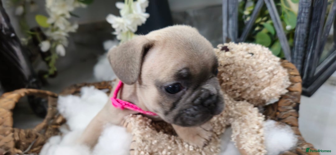French Bulldog dogs for sale: French bulldog lilac/blue fawn  - Image 7