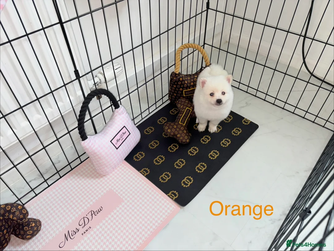 Japanese Spitz dogs for sale: Beautiful Japanese spitz puppy’s  - Advert 13