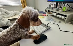 Miniature Dachshund dogs for sale: Miniature Daschund - Image 11