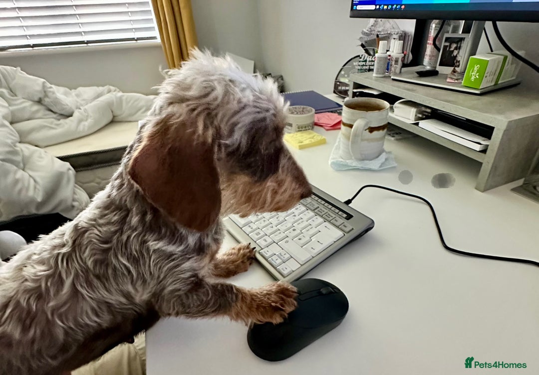 Miniature Dachshund dogs for sale: Miniature Daschund - Image 11
