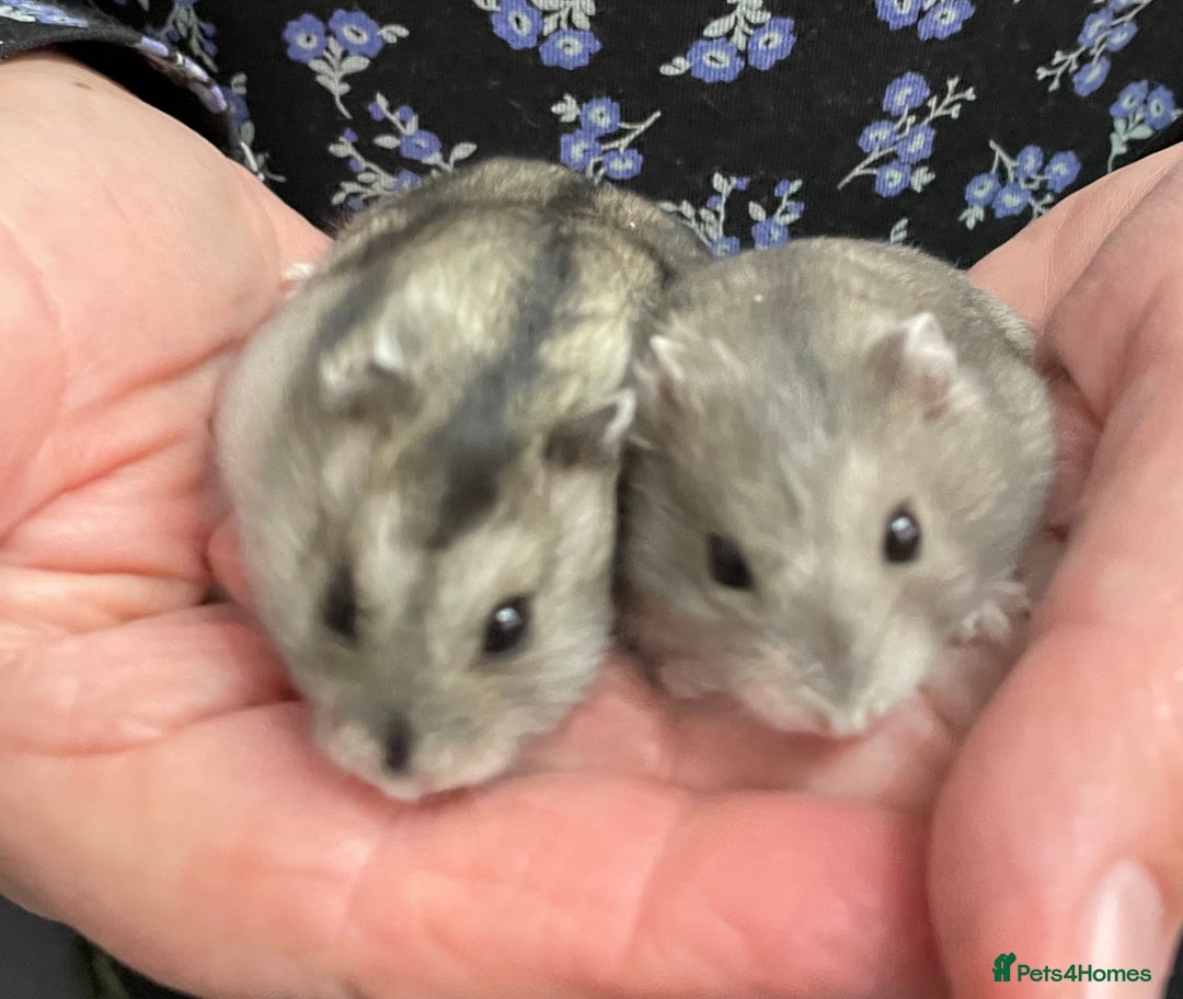 Hamster rodents for sale: Baby Winter White Russian hamsters from show stock - Image 4