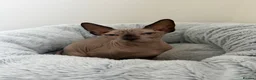 Sphynx cats for sale: All - sphynx boy - Advert 5