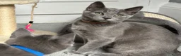 Russian Blue cats for sale: Russian Blue Kittens  - Advert 12