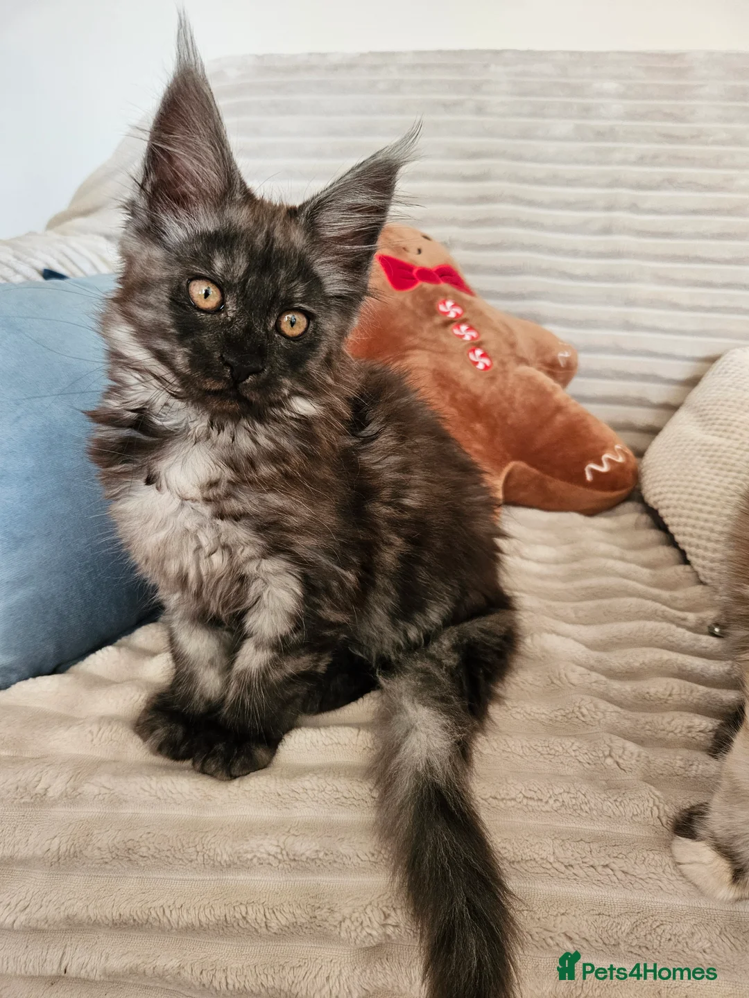 Maine Coon cats for sale: Maine coon kittens  - Advert 11