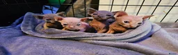 Sphynx cats for sale: Sphynx kittens  in Bargoed - Advert 10