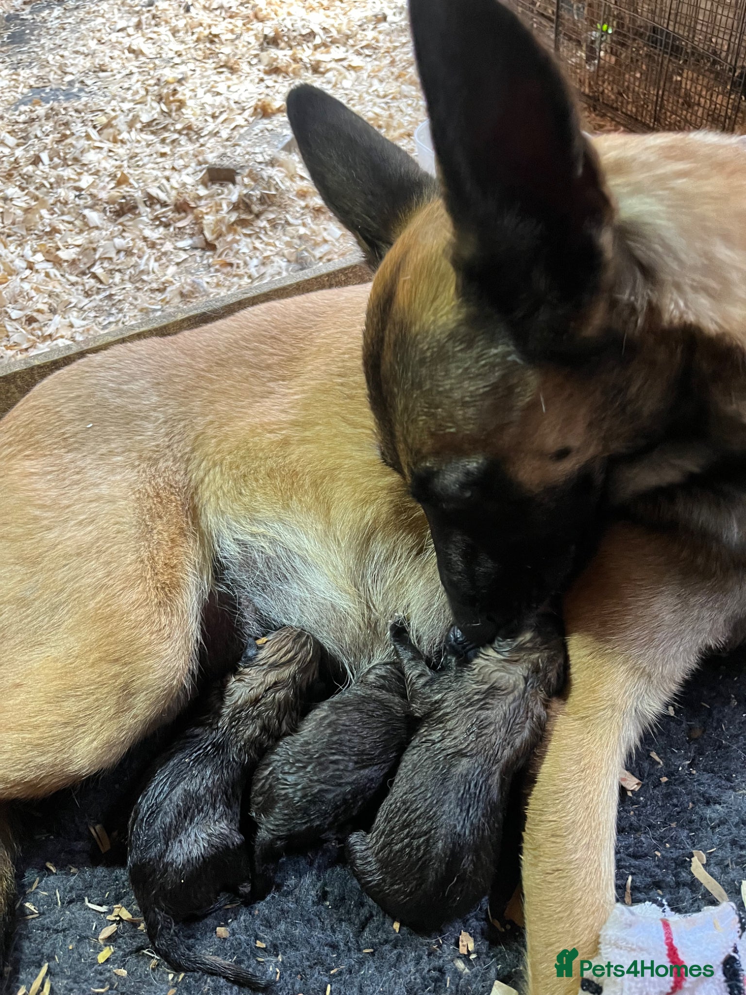 Belgian Shepherd Dog dogs for sale: Gorgeous Malinois Puppies ‼️ - Advert 2