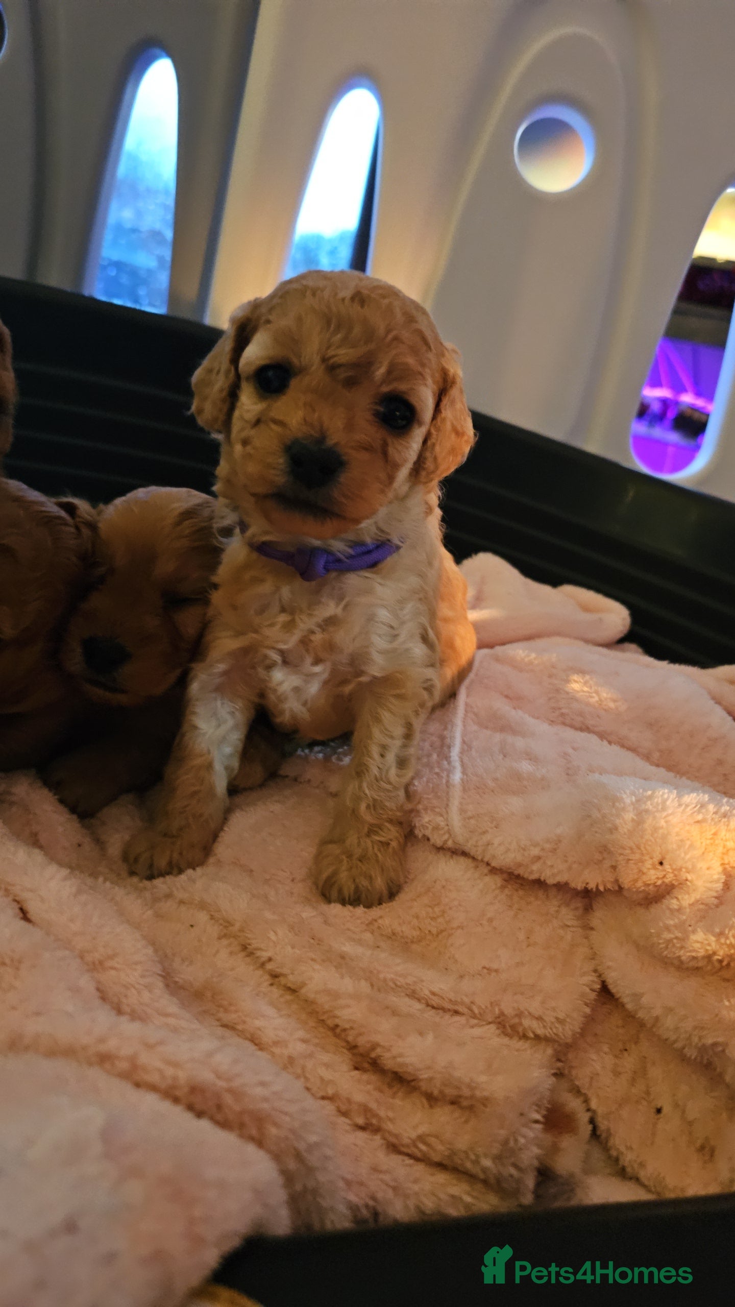 Cavapoo dogs Gorgeous Cavapoo Puppies - Advert 5