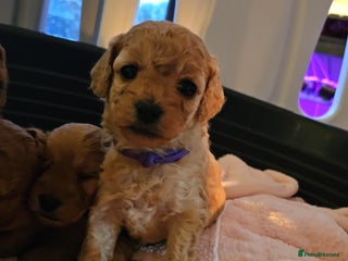 Cavapoo dogs Gorgeous Cavapoo Puppies - Advert 5