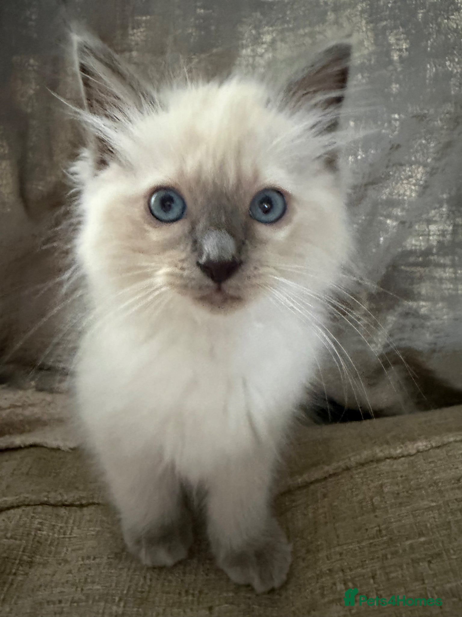 Ragdoll cats 💙 Ragdoll Kittens with Eyes as Blue as the Sky - Advert 2