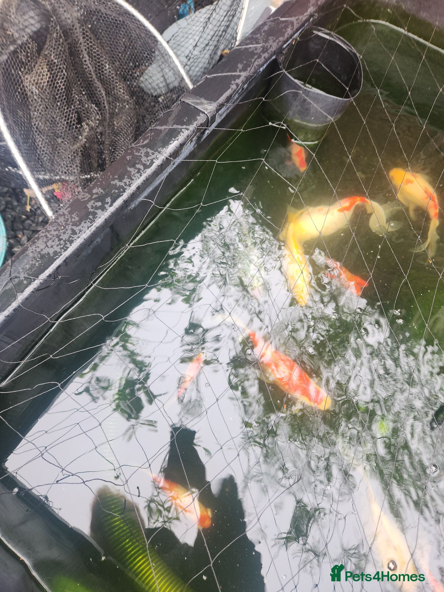 Pond Fish fish Fish  - Advert 4