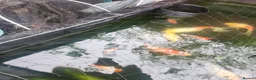 Pond Fish fish for sale: Fish  in Birmingham - Advert 1