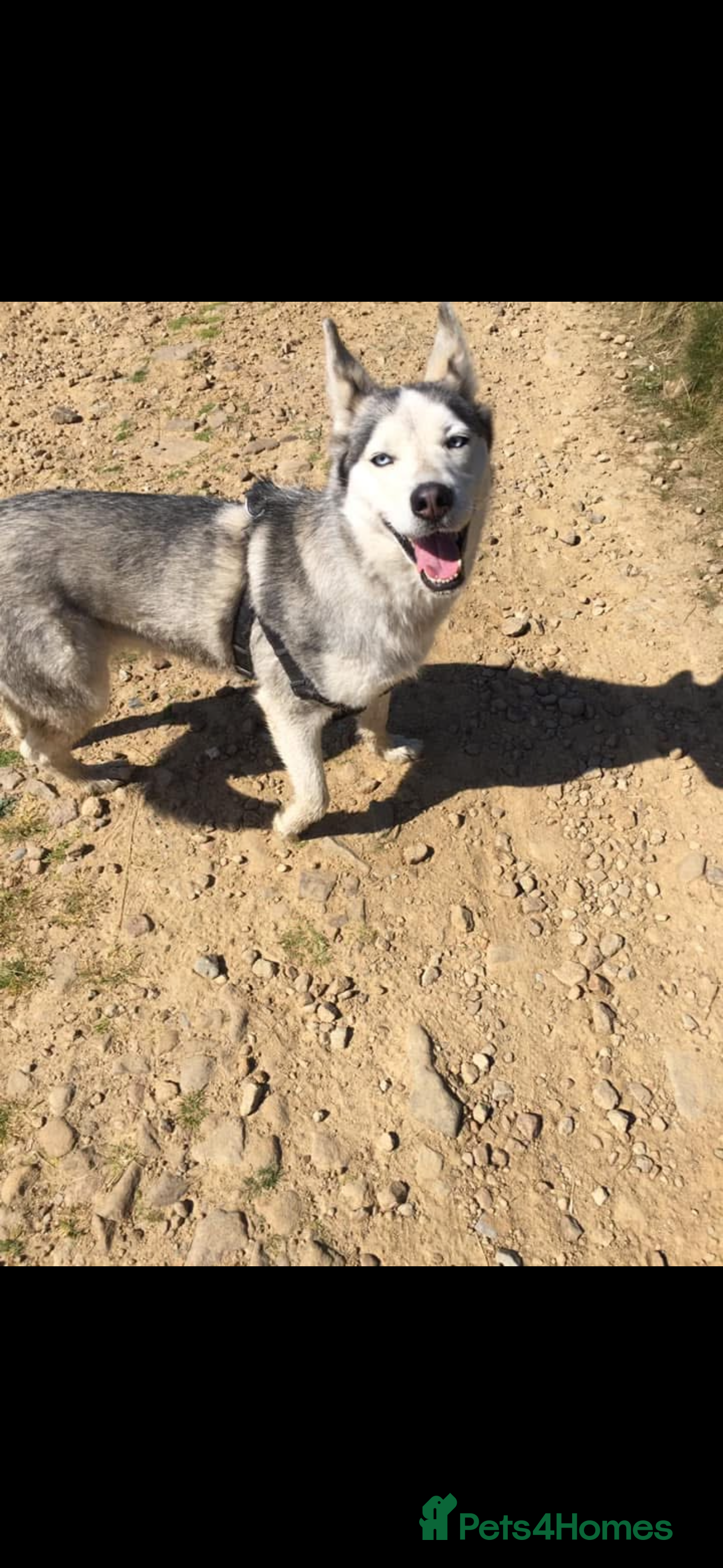 Siberian Husky dogs Beautiful Husky for adoption! - Advert 12