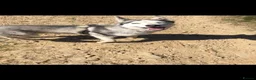 Siberian Husky dogs for sale: Beautiful Husky for adoption! - Advert 1