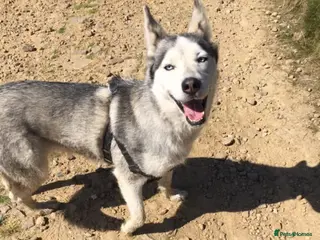 Siberian Husky dogs Beautiful Husky for adoption! - Advert 12