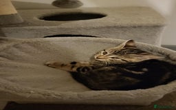 Mixed Breed cats for sale: Playfull kitten for sale - Image 4