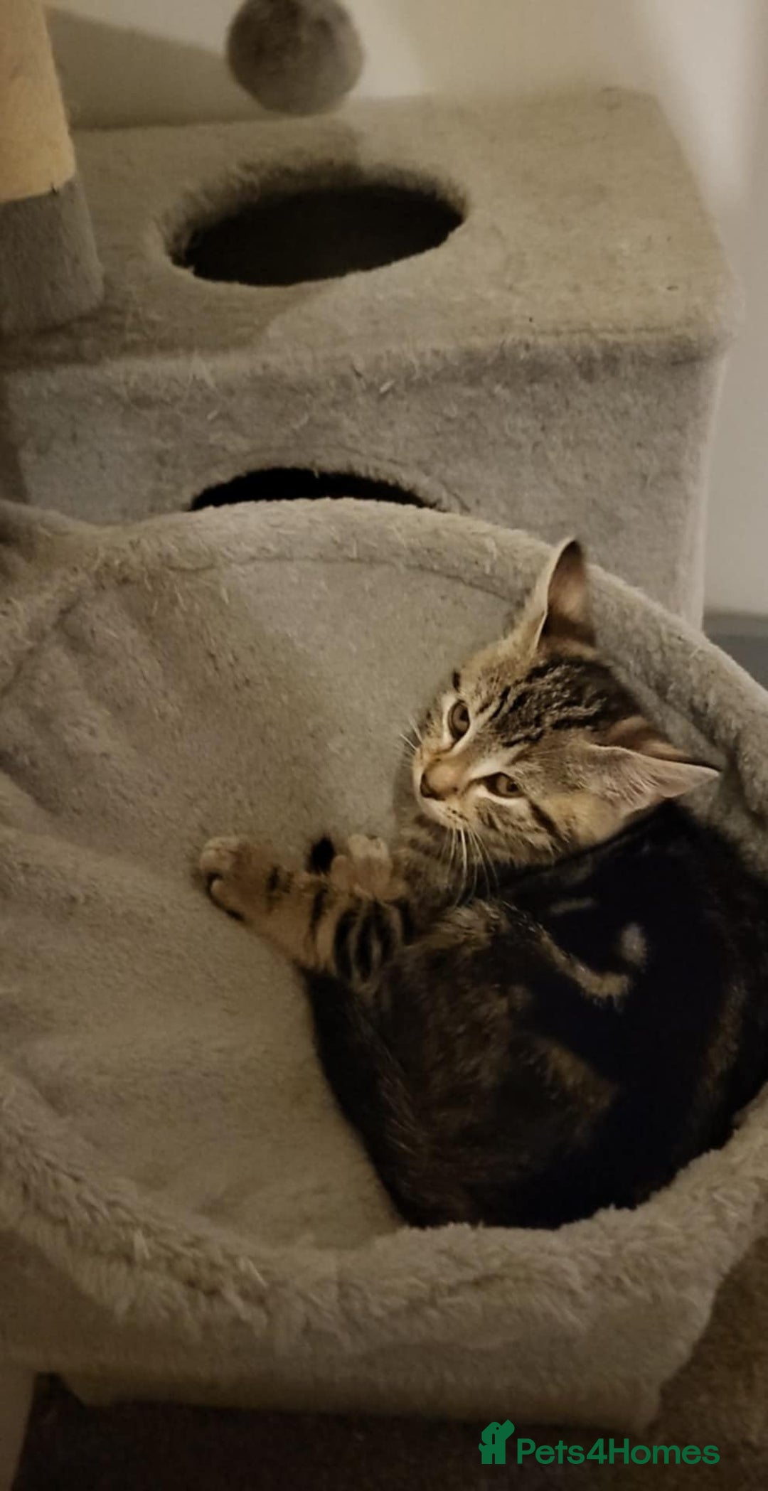 Mixed Breed cats for sale: Playfull kitten for sale - Image 4