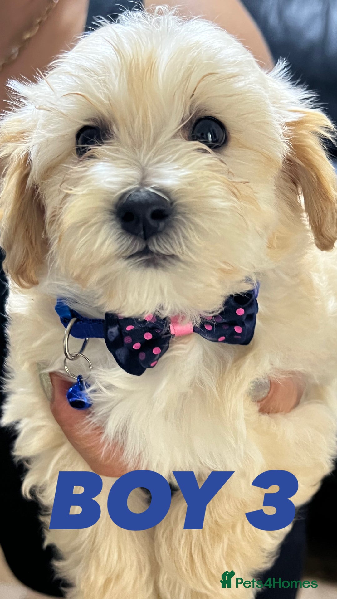 Maltipoo dogs for sale: Gourgeous maltipoo litter 🐶🐾 - Image 9