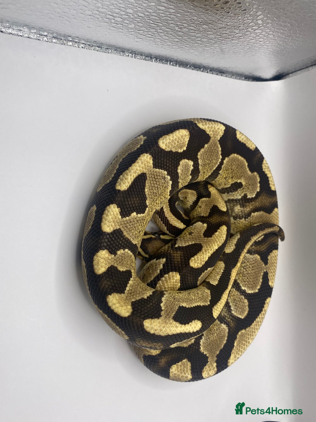 Snake reptiles for sale: Female pastel ball python  - Image 2